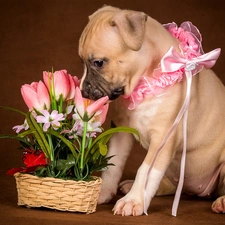 Flowers, basket, Puppy, Artificial, dog