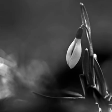 Snowdrop, Colourfull Flowers, Black - White, White