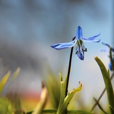 Colourfull Flowers, Siberian squill, blue