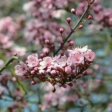 twig, Flowers, blurry background, Fruit Tree