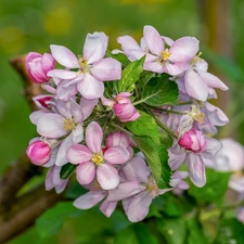 Blossoming, apple-tree, blurry background, twig