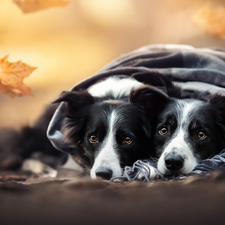 leaf, shawl, Dogs, Border Collie, Two cars