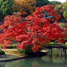 brook, Tokyo, trees, Park, Japan, bridge, viewes
