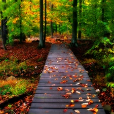 forest, autumn, bridges, Leaf
