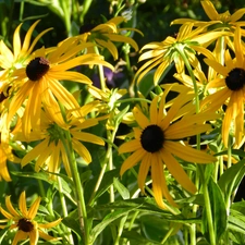Yellow, Rudbeckia, Brown, resources, Flowers, fine