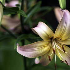 Buds, Flowers, Lily