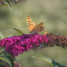 Colourfull Flowers, butterfly bush, butterfly, Pink