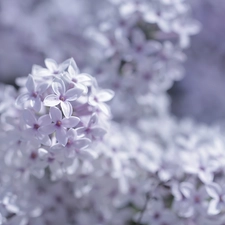 Flowers, Bush, Syringa, purple, without