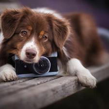 dog, Camera, Bench, Australian Shepherd