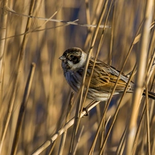 Cane, Bird, sparrow