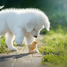 chick, White, Puppy