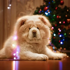 fuzzy, background, Chow chow, christmas tree, dog