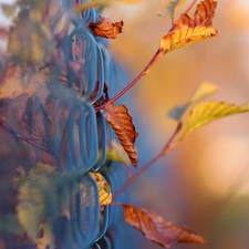 Autumn, fence, Close, Leaf