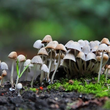 Cuttings, mushroom, hats