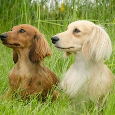 grass, Two cars, dachshunds