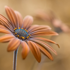 African Daisy, Colourfull Flowers, Orange