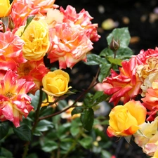 Different colored, roses