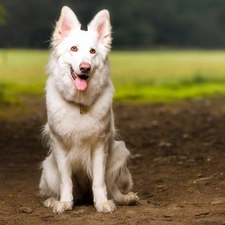 Path, dog, White Swiss Shepherd