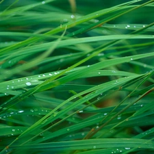 drops, Rosy, thicket, grass, Green