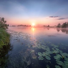 Dubna River, grass, lilies, water, Latgale, Latvia, Sunrise, Fog, dawn
