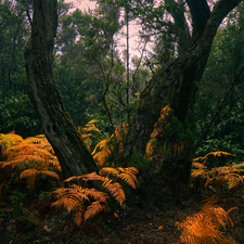 Yellowed, fern, viewes, forest, trees