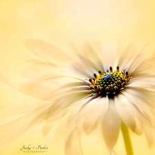 Close, blur, Colourfull Flowers, African Daisy, Yellow