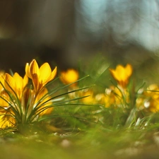 Flowers, Yellow, crocuses