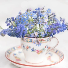 cup, Forget, Muscari, Flowers