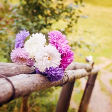 bouquet, Meadow, Astra, fence, summer, Flowers, Path
