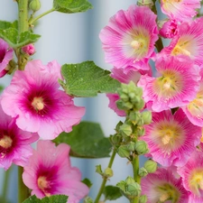 Flowers, Hollyhocks, Pink