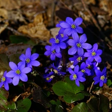 flowers, Liverworts, purple