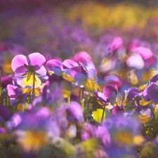 Flowers, pansies, purple