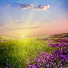 rays, Meadow, Flowers, sun