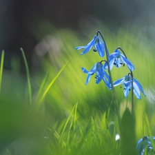 Siberian squill, Blue, Flowers