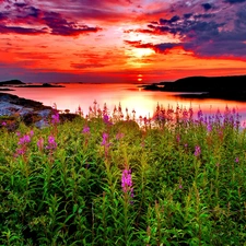 Great Sunsets, Meadow, Flowers, lake
