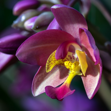 Colourfull Flowers, Violet, rapprochement, orchid