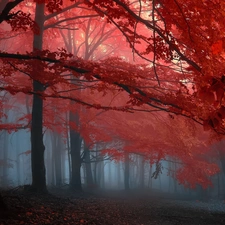 autumn, viewes, Fog, trees