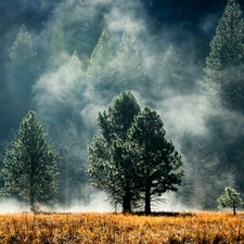Fog, Meadow, forest