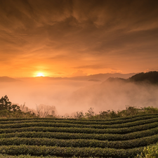 Taiwan, field, Fog, Sunrise