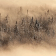 Spruces, Fog, trees, viewes, winter