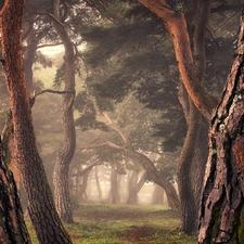 pine, trees, morning, Fog, forest, viewes
