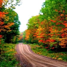 forest, autumn, Way