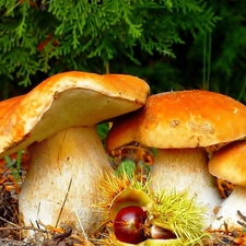 mushrooms, fleece, forester, chestnut