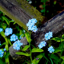 Blue, Flowers, forget-me-not