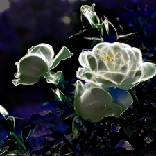 Fractalius, White, roses