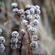 Plants, winter, White frost
