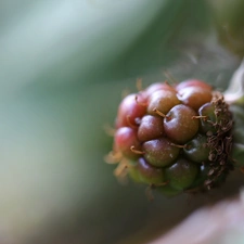 fruit, blackberry, maturing