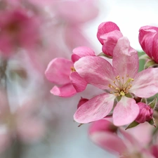 fruit, apple-tree, Flowers, trees, Pink