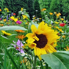 Garden, Sunflower, Flowers