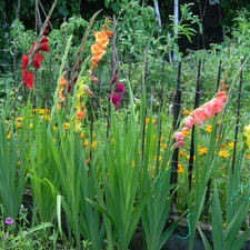 Garden, Different colored, gladioli